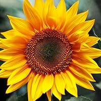 Profile Image for Mia.