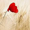 Poppy*Reads*Romance
