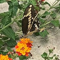 Profile Image for Kristin.