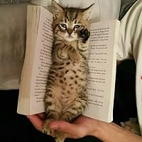 Profile Image for The Reader.