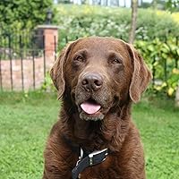 Suede: Love and Poison: The Authorised Biography by David Barnett