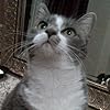 Sylvia
