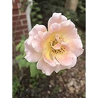 Profile Image for Coleen.