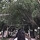Shaikha