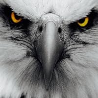 Profile Image for Yosey Huff.