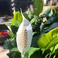 Profile Image for MG.