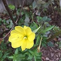 Profile Image for Laura.