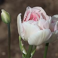 Profile Image for Jen.