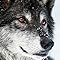 freya.nightwolf