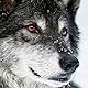 freya.nightwolf