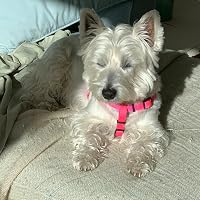 Profile Image for Matthewbotsford Botsford.