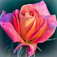 Profile Image for Reena G.