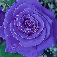 Profile Image for Amy A.