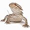 Lizard