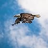 Tuari Eagleswing