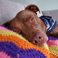Profile Image for Dominica Rogers.