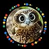Owl._.