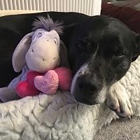 Profile Image for Katrina Doggies.