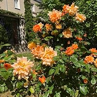 Profile Image for Libellus.