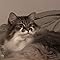 Tabby English learner