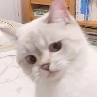 在如來佛掌中: 張東蓀和他的時代 /在如来佛掌中: 张东荪和他的时代 戴晴 Amazon.com: 在如來佛掌中: 張東蓀和他的時代(Traditional