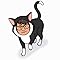 CindySR