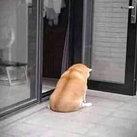 Profile Image for Xiiz Iikki.