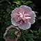 Rose Of Sharon 