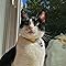 Sofi