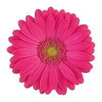 Profile Image for Anne Hedge.