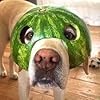 Dog With Watermelon