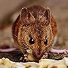TabbyRat