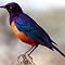 Bird