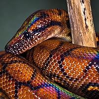 Profile Image for Cecina Babich Morrow.