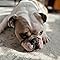 Courtney ~ books_and_bulldogs