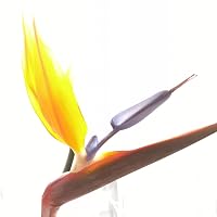 Profile Image for Roxana.