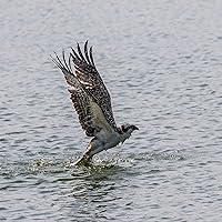 The Red-Tailed Hawk: A Complete Guide to Training and Hunting