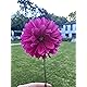 *-The Pink Dahlia -*