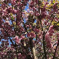 Profile Image for Laura vB.