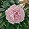 Holly