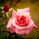 ♡°~*Nancy*~°♡
