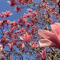 Profile Image for Kade.