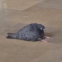 Profile Image for Bertha .