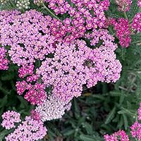 Profile Image for Natalia.