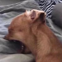 Profile Image for Lena Lanz.