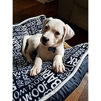 Court of Ravens and Ruin (The Shadow Bound Queen, #1) by Eliza Raine