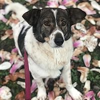 まるごと 日本のことばと文化 初級2 A2 りかい: Marugoto: Japanese