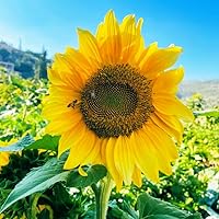 Profile Image for Nicole.