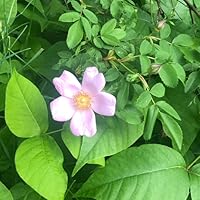 I Cannot Control Everything Forever: A Memoir of Motherhood, Science