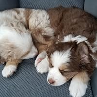 Six Brave Explorers: A Pop-Up Book by Kees Moerbeek | Goodreads